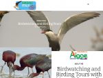 birdwatcing and birding tour in Itay